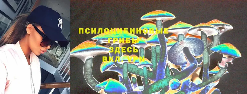 кракен вход  Норильск  Псилоцибиновые грибы Psilocybine cubensis 